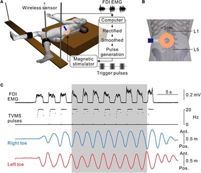 Activation of human spinal locomotor circuitry using transvertebral magnetic stimulation